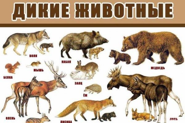 Ссылка на кракен тор